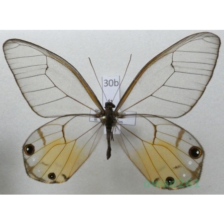 Haetera piera (Linnaeus, 1758) Peru 61mm30b